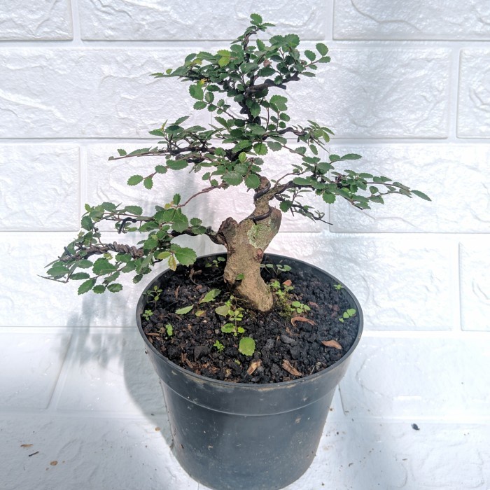 Bibit Bahan bonsai Ulmus Micro