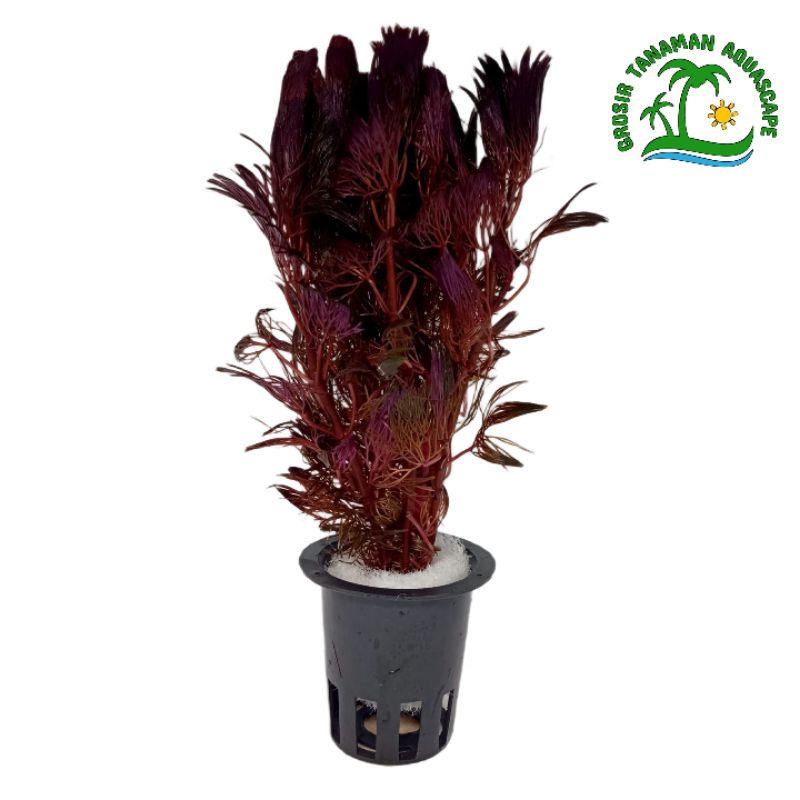 Cabomba Super Red Tanaman Aquascape  media pot