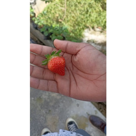 

strawberry