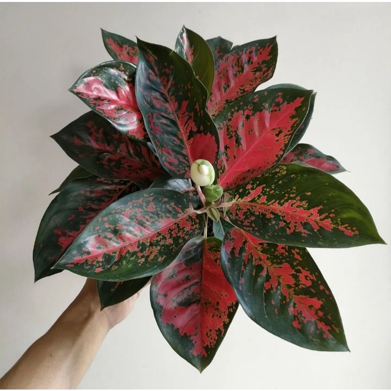 BISA COD Tanaman bunga hidup aglonema suksom batik murah bunga hiasan aglaonema best seller Ratudaun