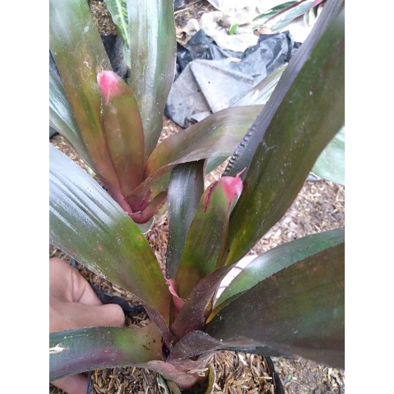 Tanaman Hias Bromelia Kitek Hijau