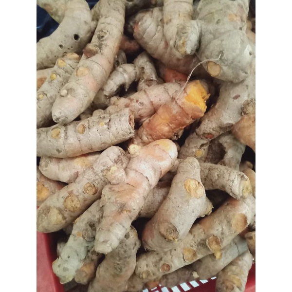

KUNYIT / Bumbu dapur