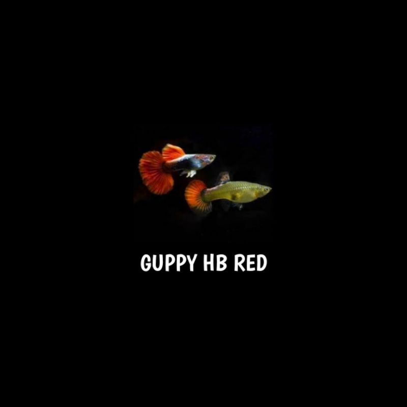 Ikan Guppy Hb Red