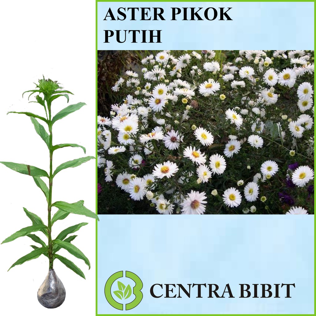 Tanaman Aster Pikok Putih