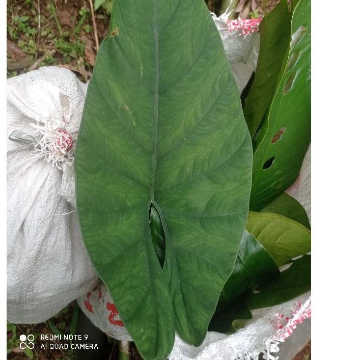 ■■■ PROMO tanaman hias alocasia bisma tengkorak -alocasia tengkorak polos-tengkorak polos murah