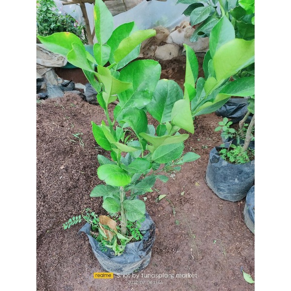 bibit Pohon Buah Jeruk Red Famelo / Bali famelo Pohon Jeruk Famelo merah Okulasi