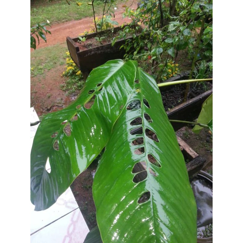 tanaman hias mostera duda bolong