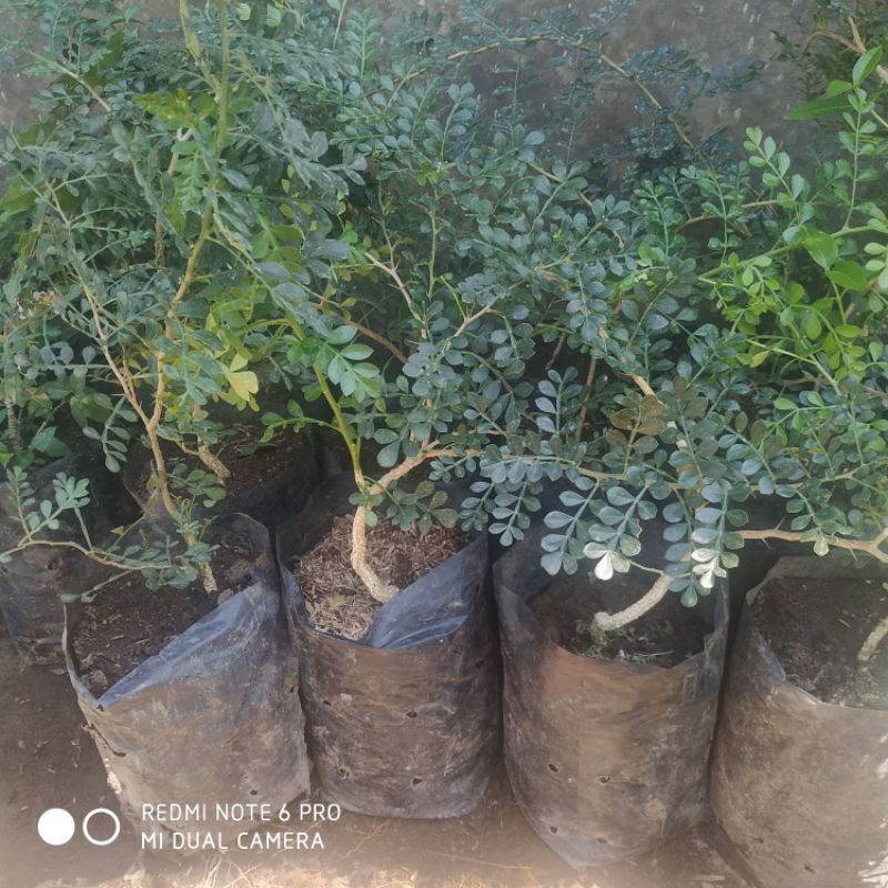 Bibit Kawista Batu Kawis Batu