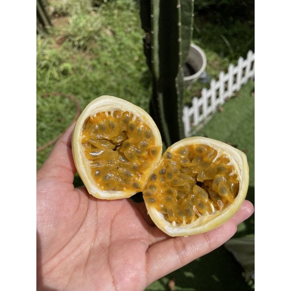 

Buah Markisa Kuning Segar Rasa Masam - Passion fruit