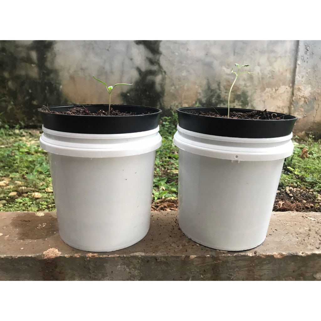 Hibrid Hidroponik Starter Kit