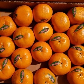 

Buah Jeruk Mandarin Kino per Dus isi 10kg Fresh