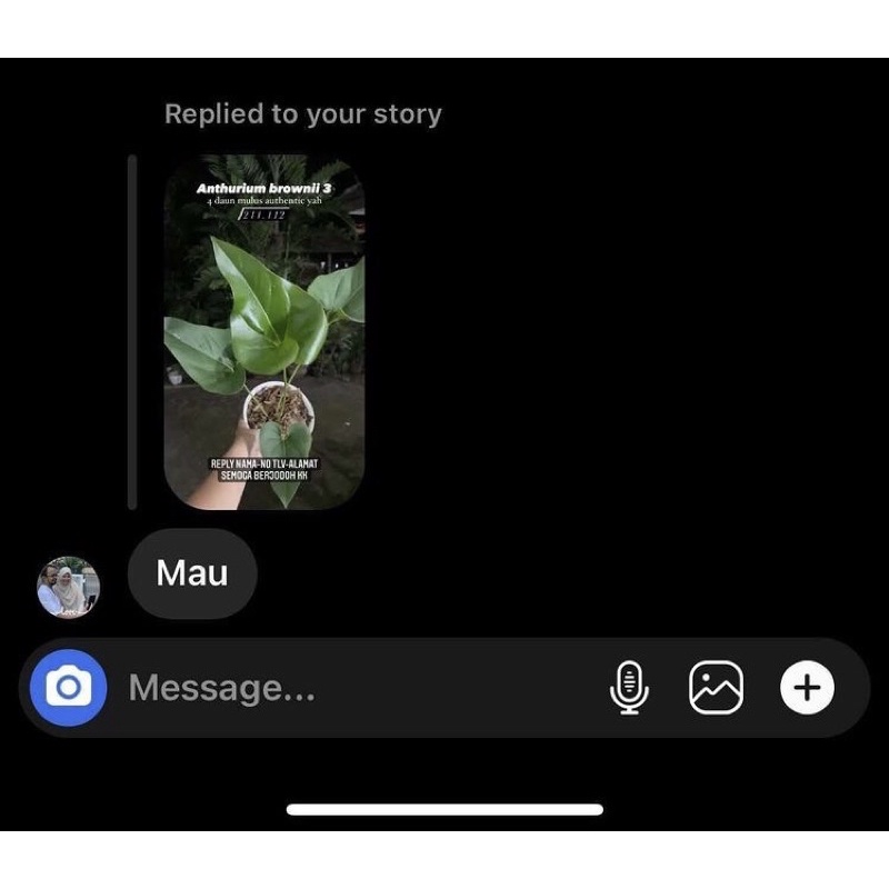 anthurium brownii orm mannee black beauty varigata