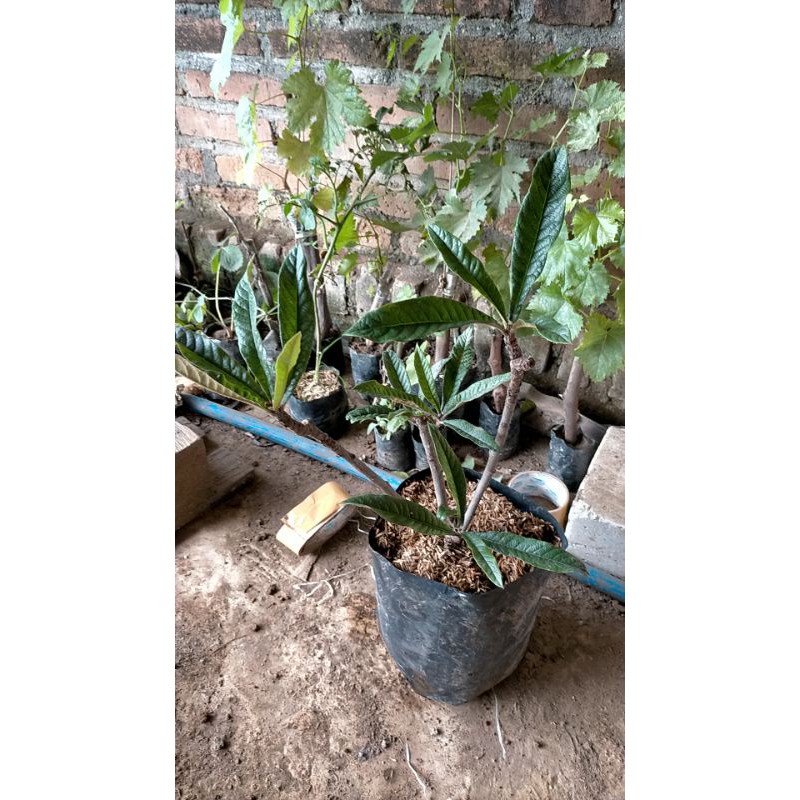 bibit buah kemang / bibit pohon langka super