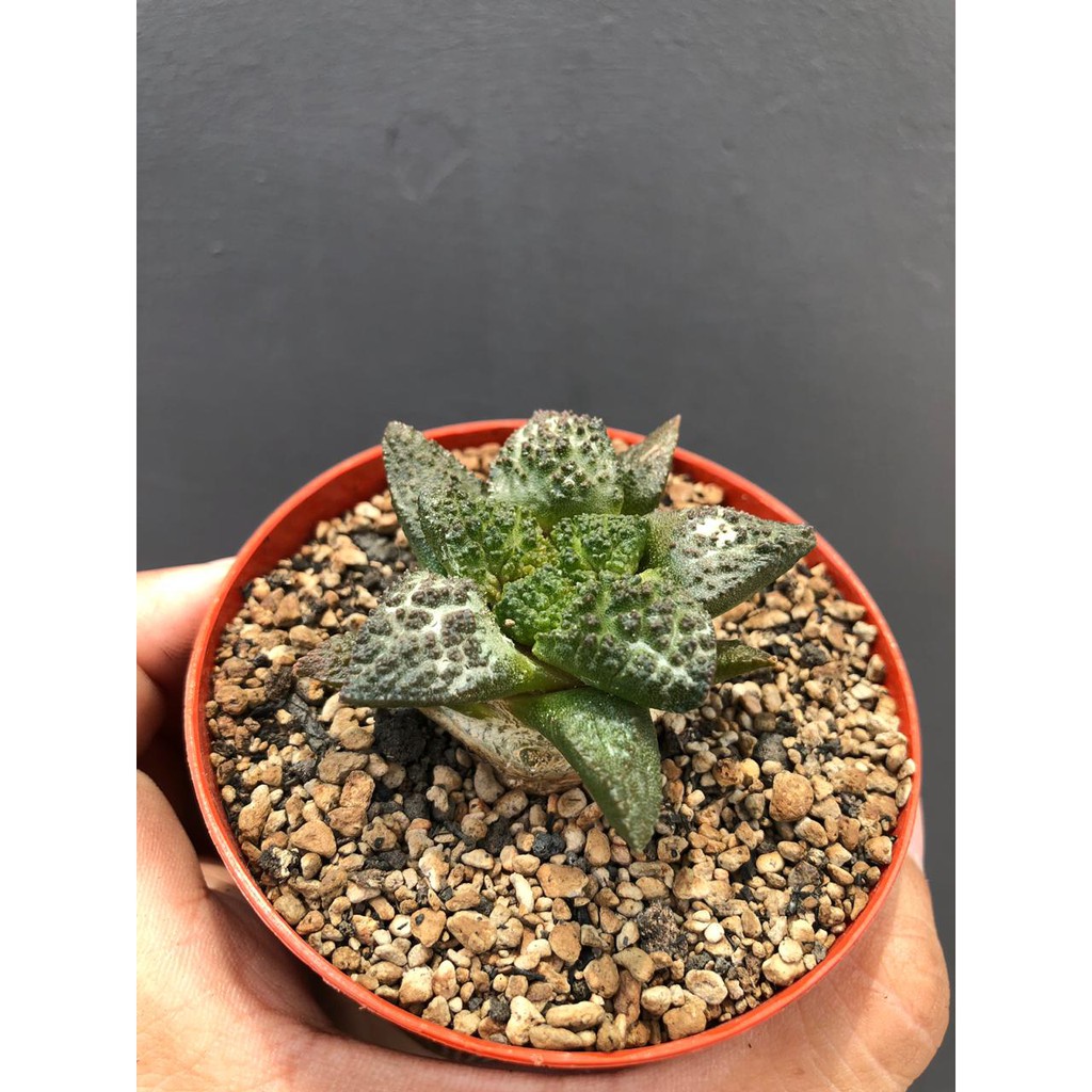 Tanaman Hias Unik Kaktus Ariocarpus Kotdhu