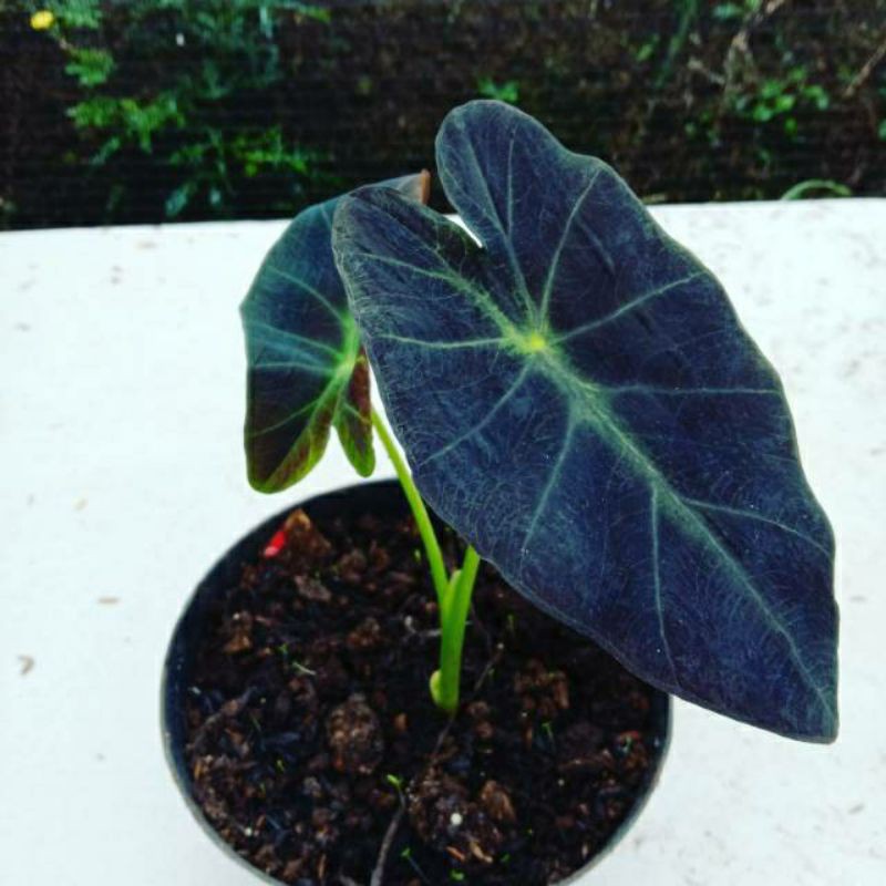 Tanaman Hias Koleksi Alocasia Black Beauty Shopee Indonesia Tanaman Hias Koleksi Alocasia Black Beauty Shopee Indonesia