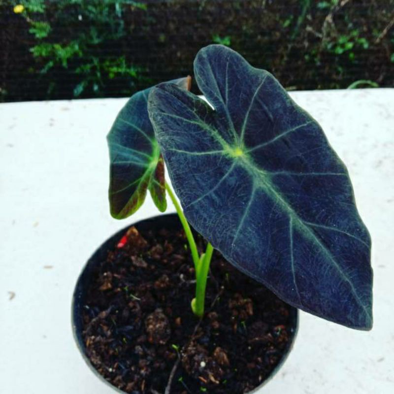  Tanaman  Hias  Koleksi Alocasia  Black Beauty Shopee Indonesia