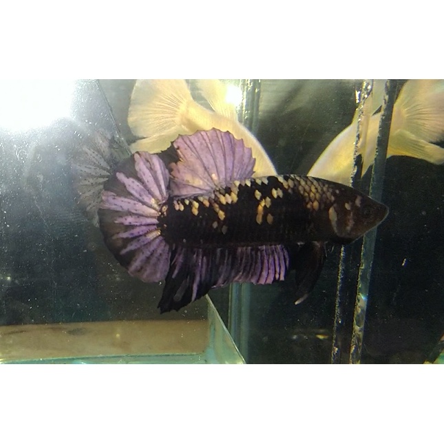 CUPANG AVATAR COOPER GOLD AVCG INDUKAN TOP GRADE SIAP KAWIN (100% REAL PICT/ SESUAI FOTO) [SPECIAL C