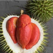 Bibit Durian Merah Super-Bibit Durian Merah Unggul-Bibit Durian Merah Cepat  Berbuah-Bibit Tanaman B