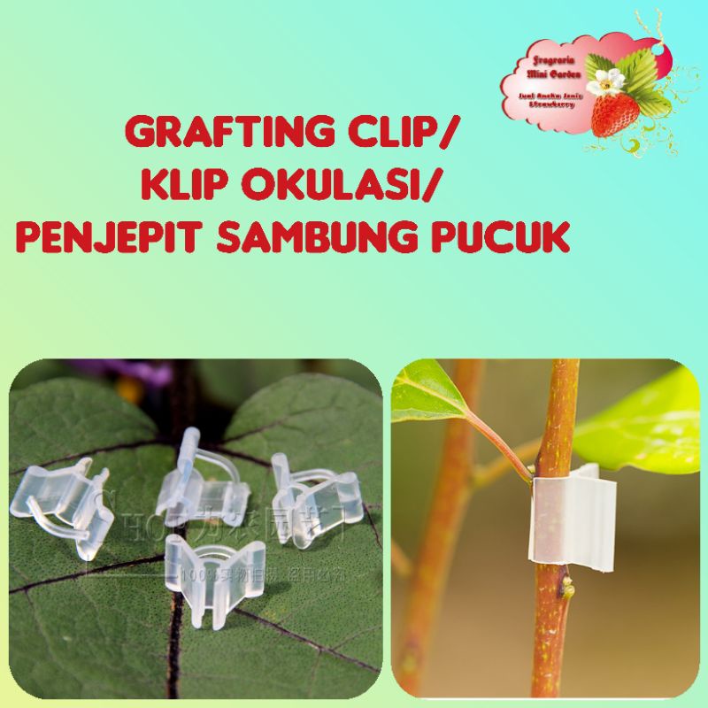 Grafting clip / klip okulasi / klip sambung pucuk