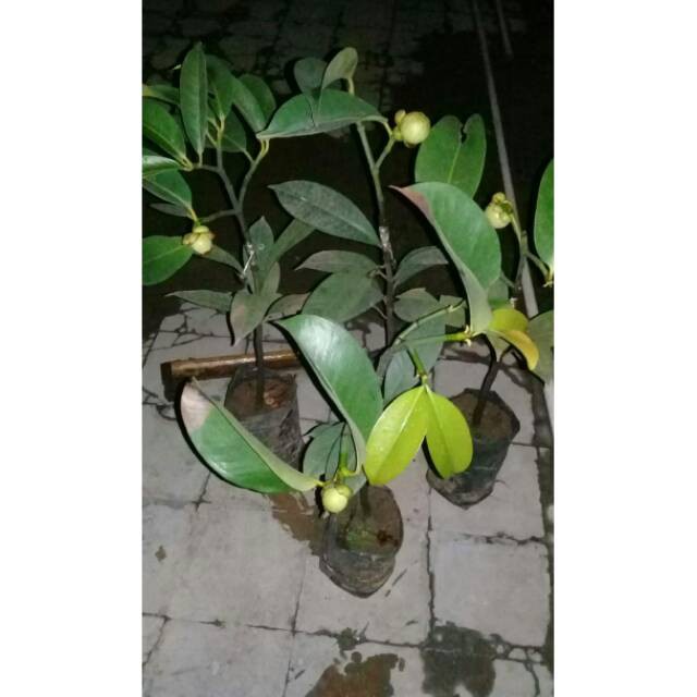 BIBIT MANGGIS SAMBUNG PUCUK  BIBIT MANGGIS BERKUALITAS 