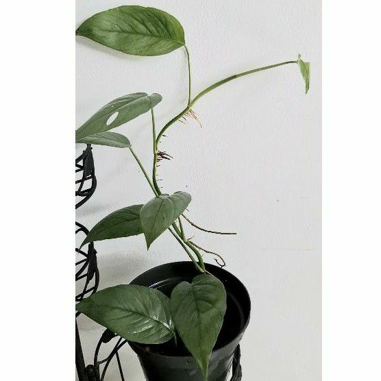 Epipremnum Cebublue