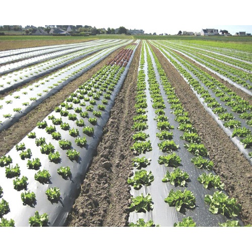 Shopritz Mulsa Hitam Perak 1 Roll 9Kg / Plastik Mulsa Hitam Perak / Mulsa Perak / Plastik Pertanian