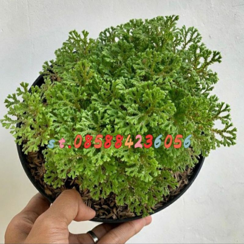 Termurah tanaman hias indoor lumut ambon - cakar ayam - ande ande lumut