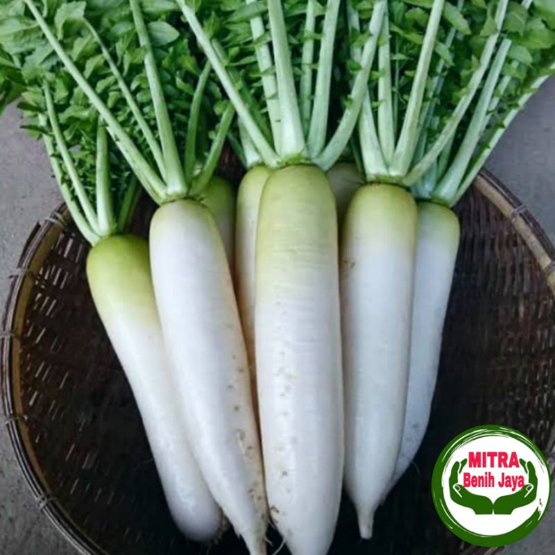 70 Biji Benih Lobak Putih Kualitas Super Hibrida F1 / Benih Sayuran / Bibit Sayuran / Biji Sayuran /