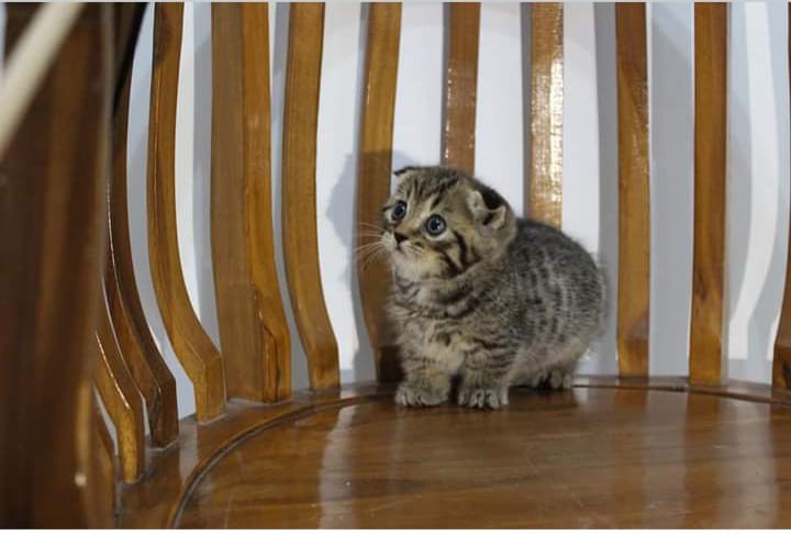 Mangkok Baso 2 Warna / Ukuran 16cm / Mangkuk Bakso