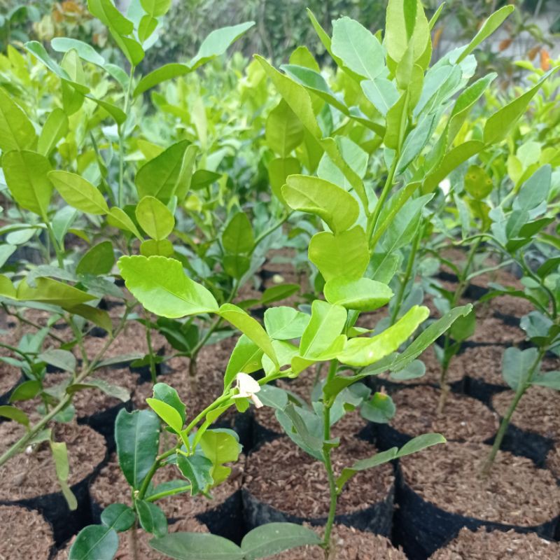 Jual Pohon Jeruk Purut, tanaman jeruk purut, Jeruk Purut Indonesia