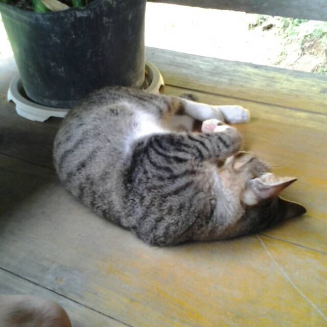 surianianisa