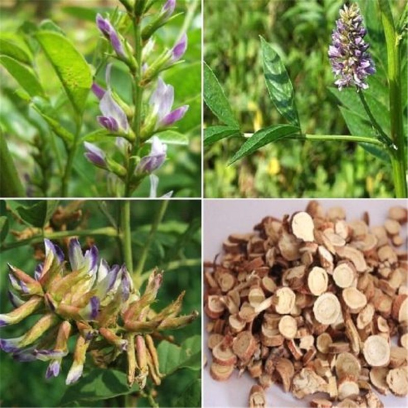 Benih LICORICE (isi-4) Glycyrrhiza Glabra - Biji Tanaman Herb Akar Manis