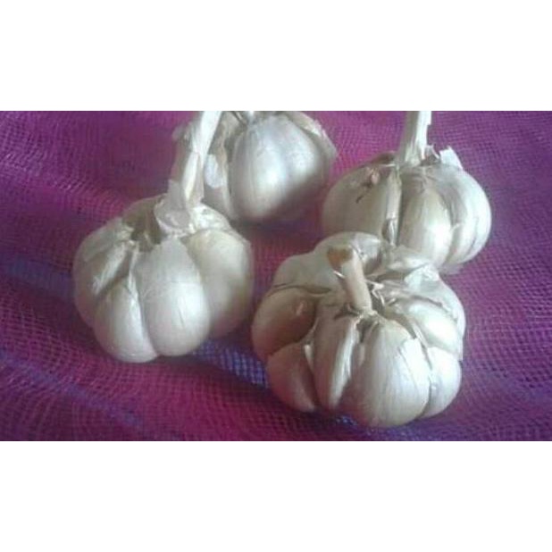 

㊔F Bawang putih sinco bersihan 1 kg BIG SALES 2694 ❅