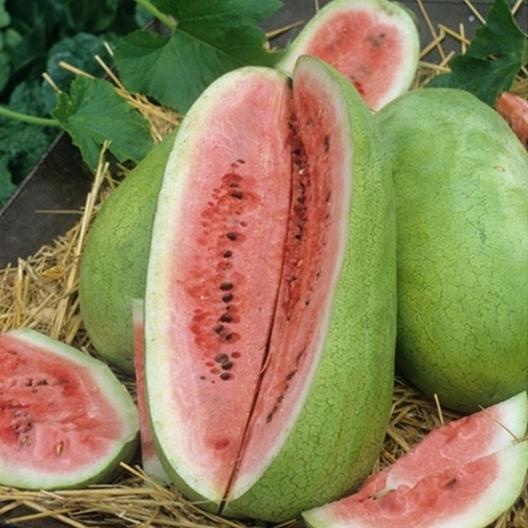 Benih Bibit Biji - Watermelon Charleston Gray Semangka Lonjong Merah Seeds - IMPORT