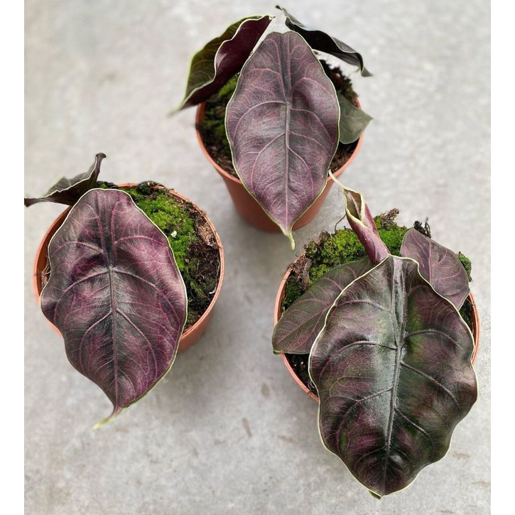 New Sale bibit/umbi Alocasia Azlanii