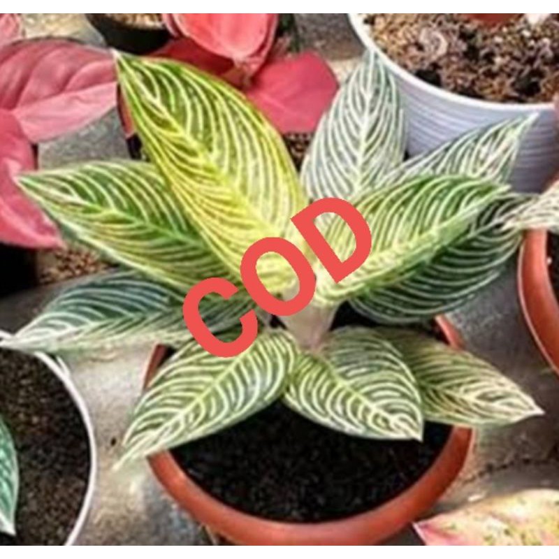 bonggol aglonema golden hope