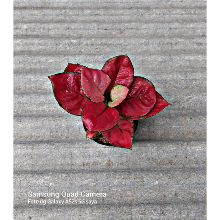 AGLONEMA RED ANJAMANI 10 POT / Aglonema murah / Aglonema cantik