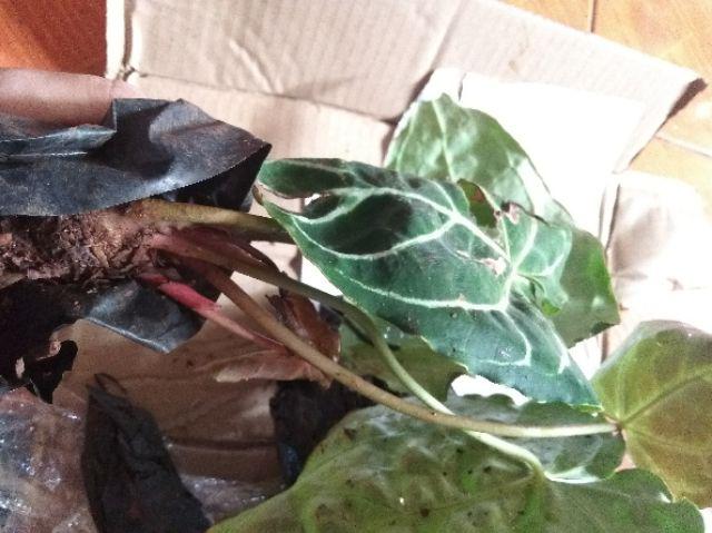 Tanaman Hias Kuping Gajah - Tanaman Anthurium Chrystalium