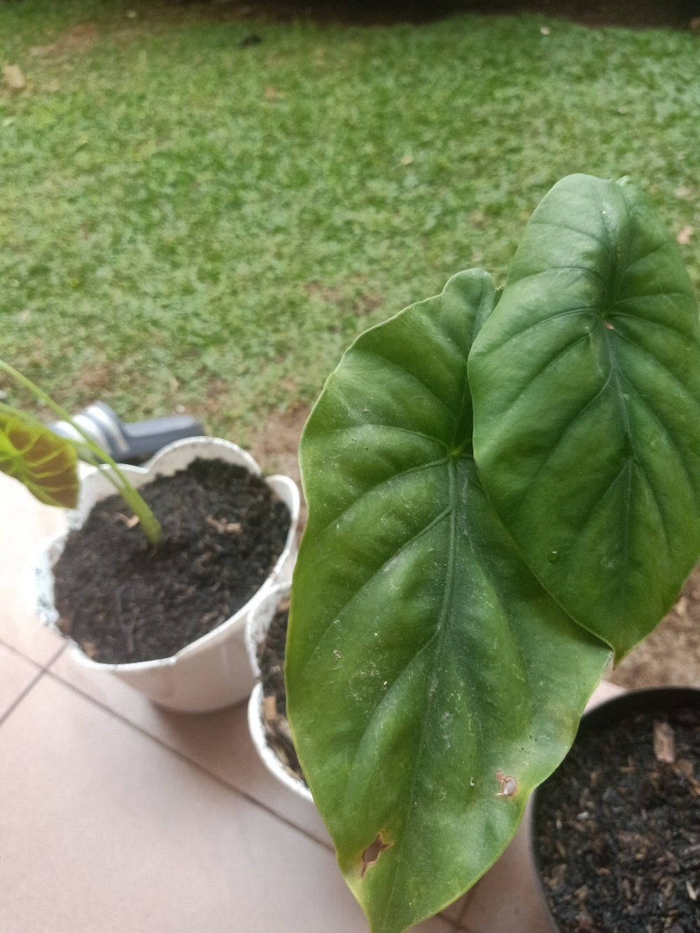 Alocasia Clypeolata Green Shield Tengkorak