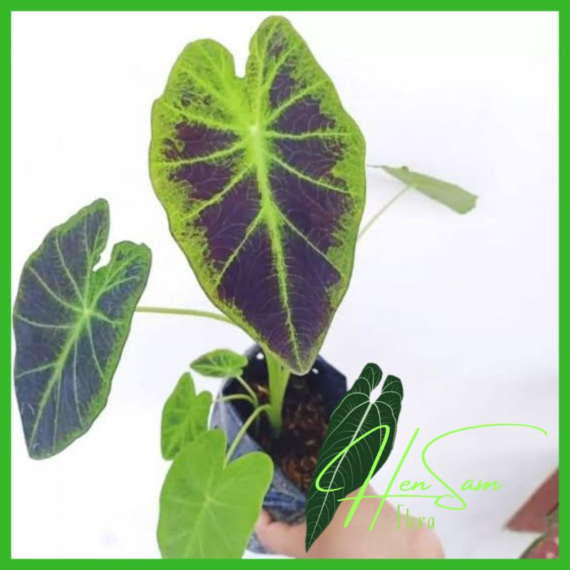KELADI BLACK MAGIC - CALADIUM BLACK MAGIC