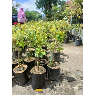 Bibit Bougenville 3 Warna