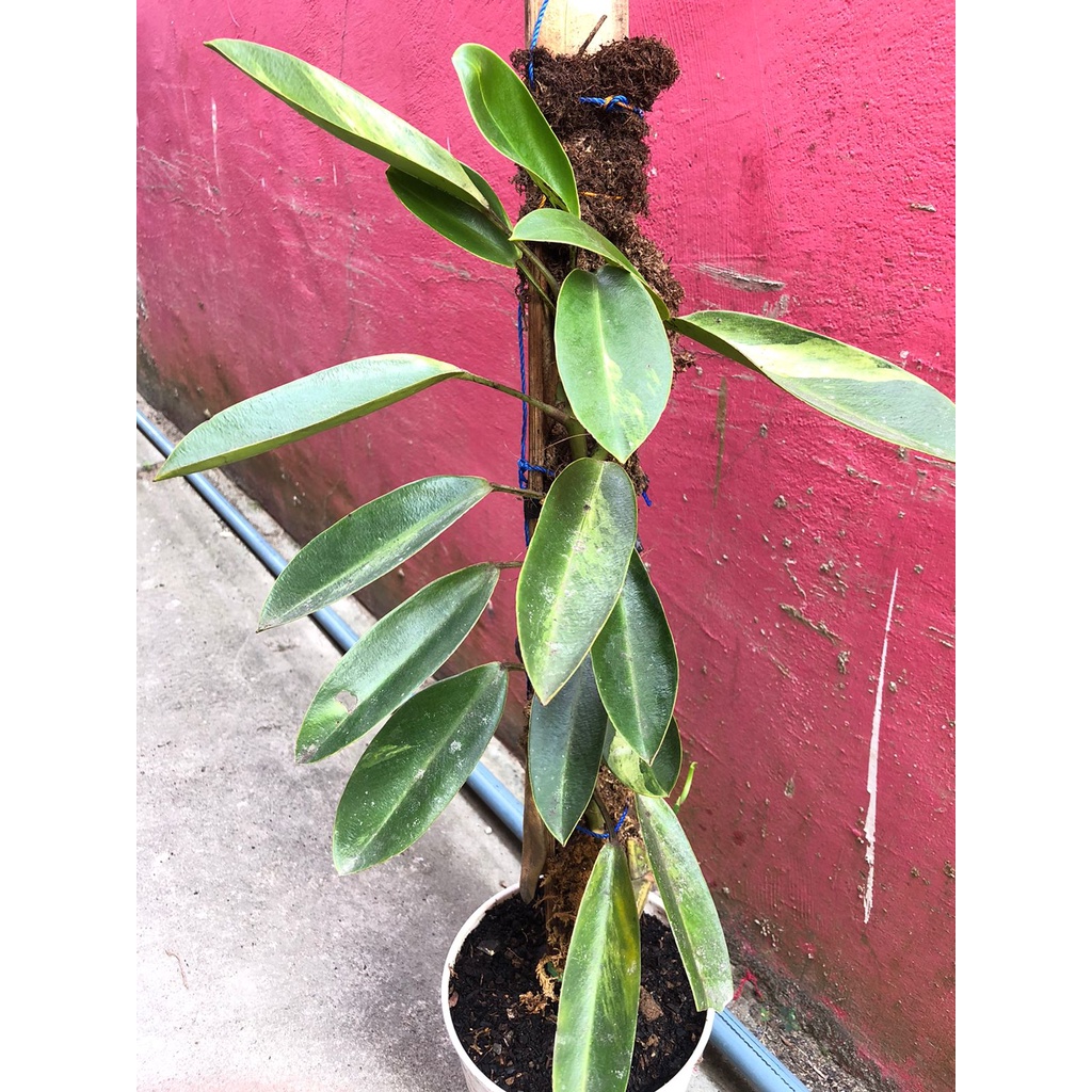 rapidopora eliptifolia varigata rhaphidophora elliptifolia variegata kode 1