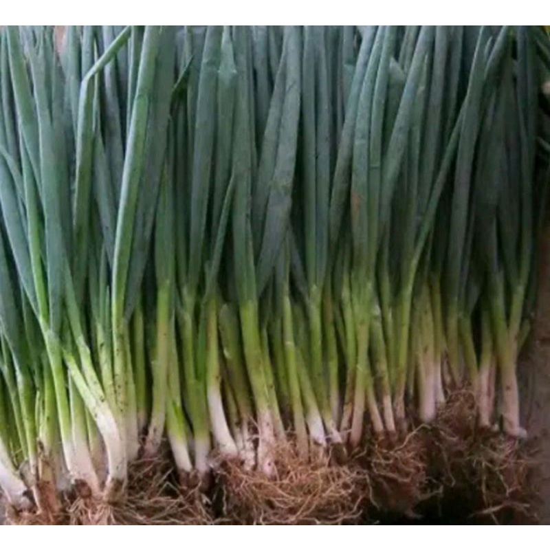 

Daun bawang