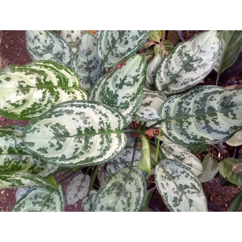 Aglonema Compacta - Aglonema Comotatum