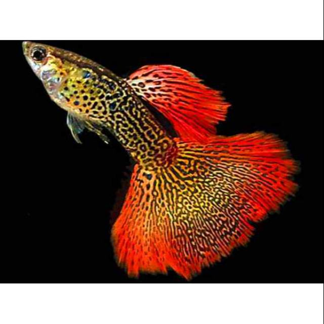 Ikan guppy cobra halfmoon pasangan