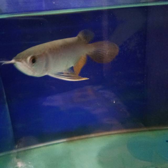 

Ikan arwana arowana golden red