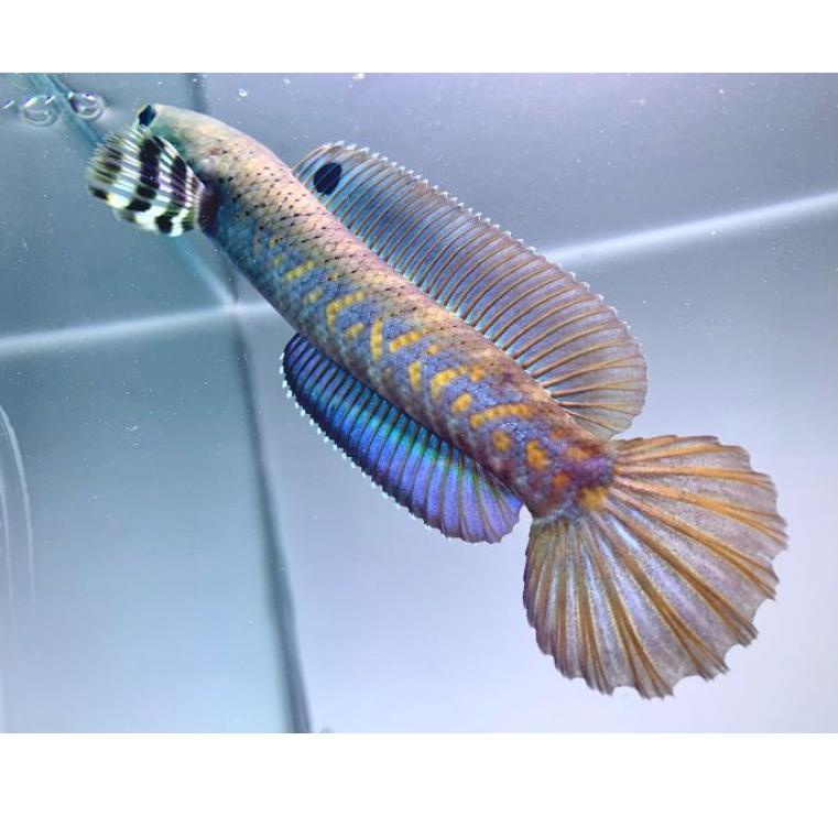 Penjualan terlaris | CNHCI Channa blue pulchra 10-12 cm flaring predator fish |Terbatas