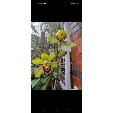cymbidium hijau lidah merah knup
