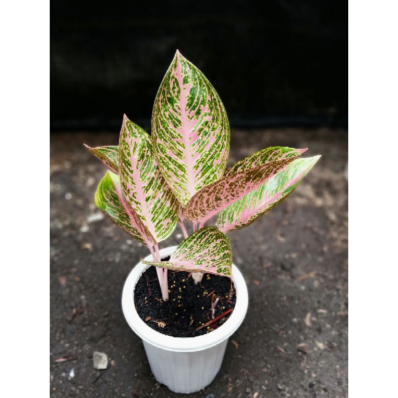 Aglaonema Tamara (Rumpun 2)