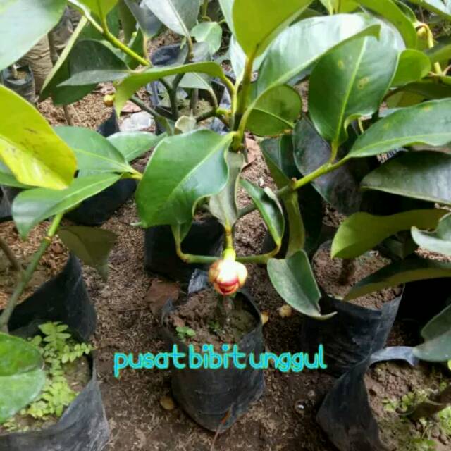 Bibit manggis sudah berbuah